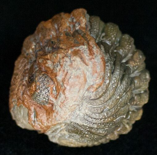 Bumpy, Enrolled Barrandeops (Phacops) Trilobite #11272